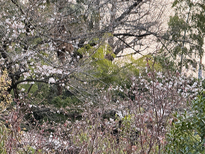 さくらワイン会の様子1